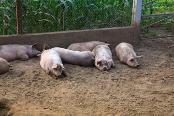 The domestic pigs