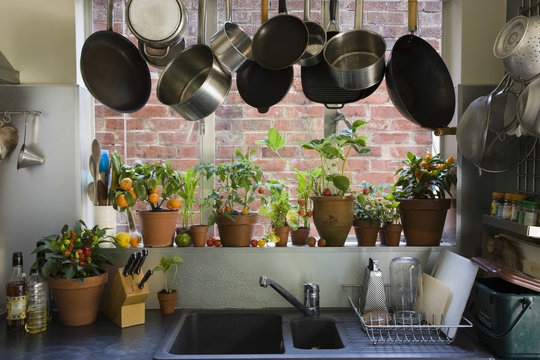 Saucepans Hanging Over Sink Against Potted Plants On Window Sill In Domestic Kitchen