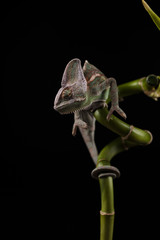 Kameleon © lucek616