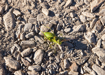 Green cricket on stone road
