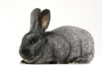 grey rabbit on a white background  