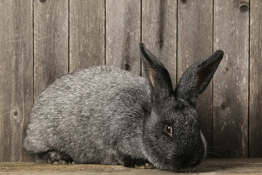 grey rabbit on a wooden background