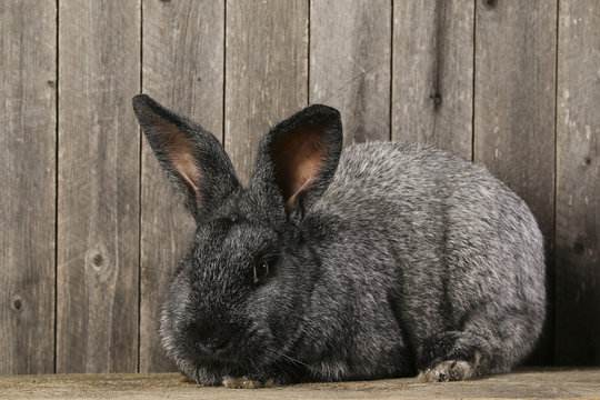 grey rabbit on a wooden background