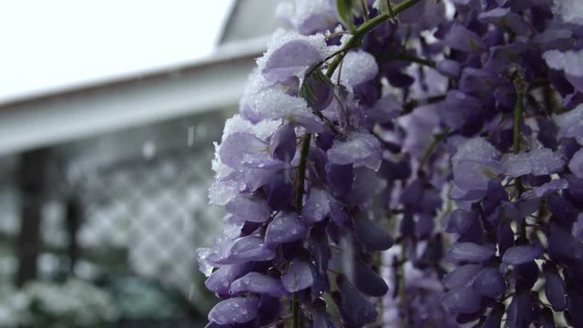 Close up snow damaging beautiful lilac bush in extreme cold weather in spring