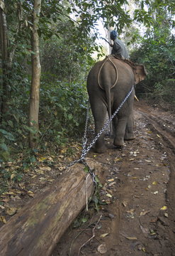 Elephant at work towing teak logs in forest, near Lebin, Shan State