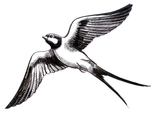 Free: Columbidae Clip art - Flying Bird Drawing - nohat.cc-saigonsouth.com.vn