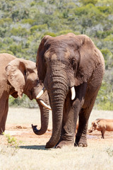 Front view of an African Elephant walking