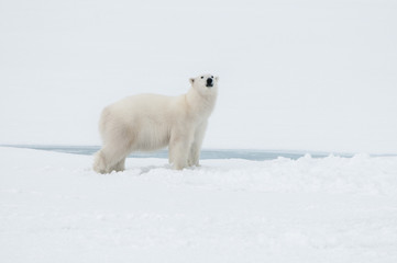 Naklejka na ściany i meble Polar bear north of Spitsbergen (Svalbard) close to the North Pole Norway