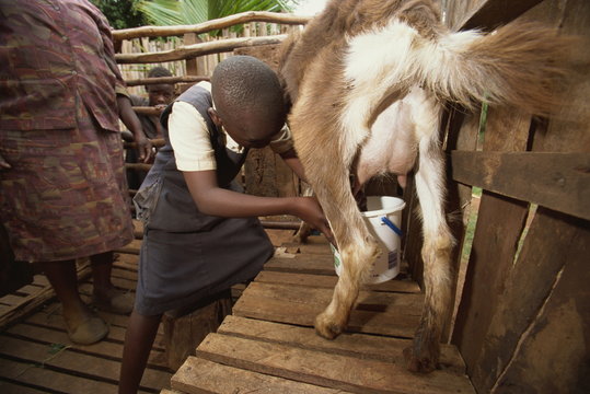 Mother teaching daughter to milk goat, Meru, Kenya
