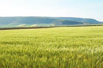 Spanish country landscape in spring