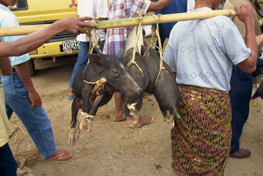 Pig market, Rantepao, Toraja area, Sulawesi, Indonesia