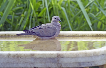 Eared dove bathing in fountain