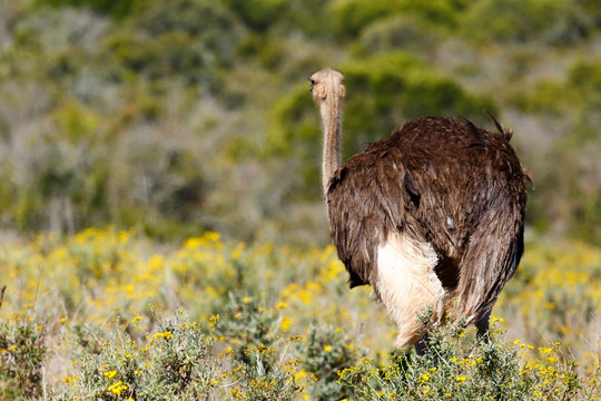 Ostrich walking between the yellow field flowers