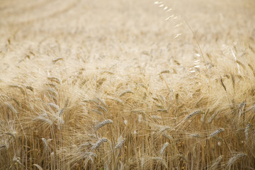 Wheat field