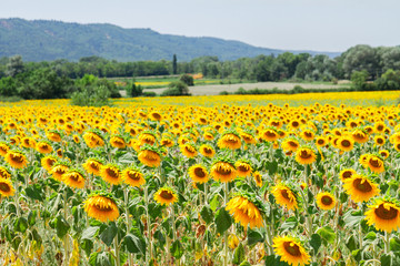 Fototapeta premium View of colorful sunflowers field at bright summer day, french countryside