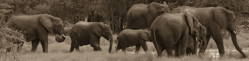 Elephant Herd Walk in Line SEPIA 