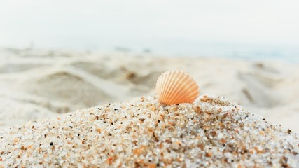 Landscape with shell on european beach