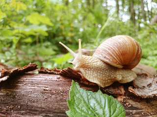 Weinbergschnecke close-up