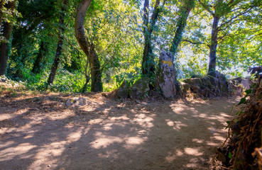 Path in the woods