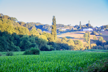 View of corn plantation © bepsphoto