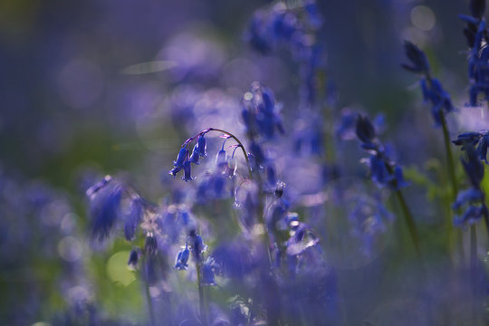 Purple Wildflowers