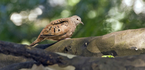 Ruddy ground dove under the shade of the leafy tree
