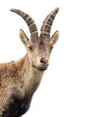 Young alpine ibex male portrait isolated on white
