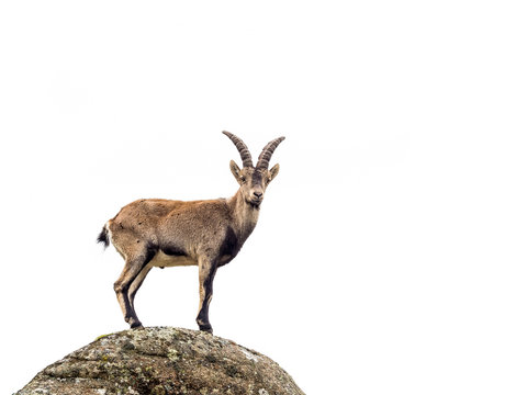 Young alpine ibex male isolated on white background
