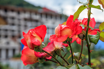 Bunch of fragile blooming rose flowers on beautiful urban background