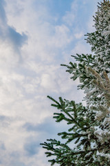 Obraz na płótnie Canvas Photo of half of a snow covered tree set against a softly clouded blue sky.
