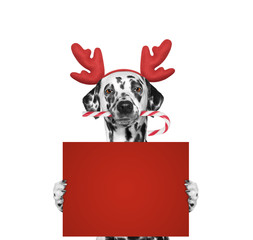 Dog in reindeer antlers holding a card with space for text - obrazy, fototapety, plakaty