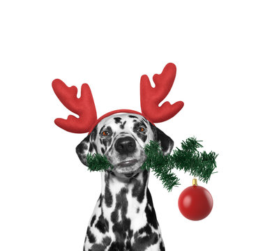 Santa Dog In Reindeer Antlers With Fir-tree And Xmas Ball