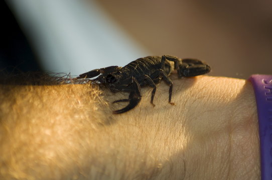 Scorpion, Monteverde Cloud Forest National Park, Monteverde