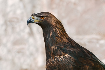 Portrait of Eagle