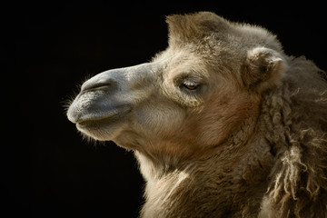 Portrait of Camel