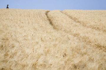 Wheat field with man walking at a distant against clear sky