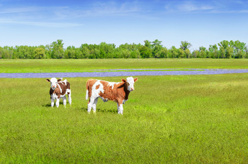 Fototapeta na wymiar Two young bull on the meadow