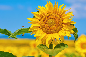 Blooming Sunflower