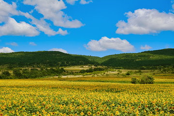 Field of Sunflowers