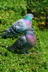 Pigeons on the Bush