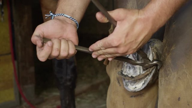 Close up skillful farrier removing excess length of horse hoof with nippers