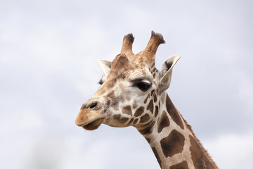 Girafe (Giraffa camelopardalis)
