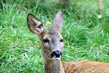 Portrait of the roe deer in the meadow