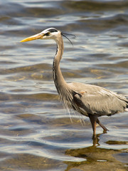 Heron wading in water
