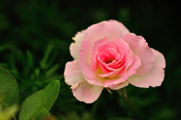A pink rose