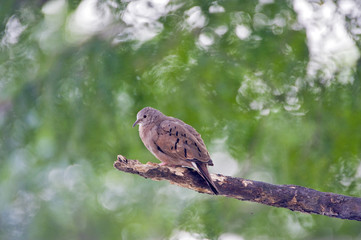 Ruddy ground dove under the shade of the leafy tree