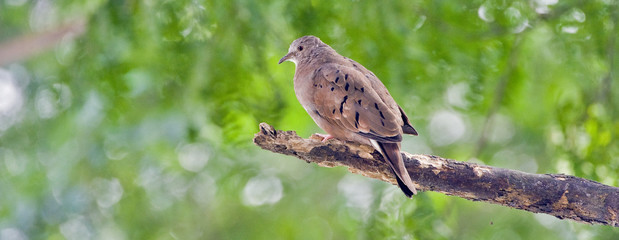 Ruddy ground dove under the shade of the leafy tree