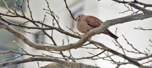 Ruddy ground dove on the thick branch of the tree