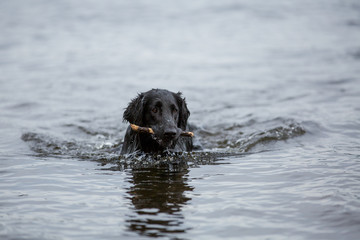 Dog in the water