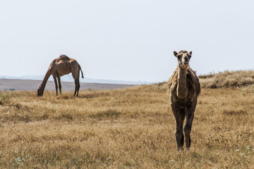 wildlife Camel looking inside Camera Oman salalah landscape Arabic